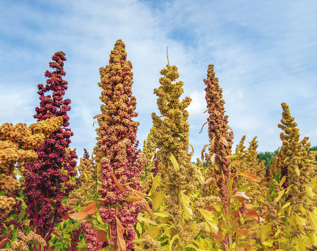 秋日的蓝天白云下农田里成熟的彩色藜麦麦穗