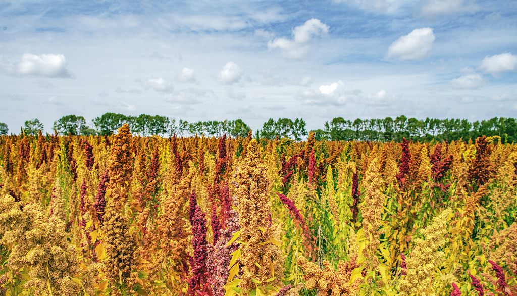 秋日的蓝天白云下农田里成熟的彩色藜麦麦穗