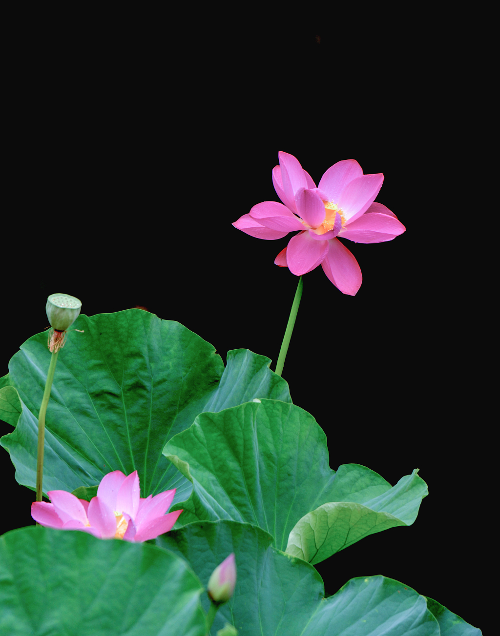 黑色背景下的一朵粉红色荷花和绿色的荷叶