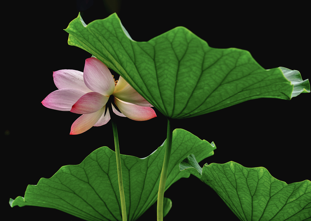 黑色背景下的一朵粉红色荷花和绿色的荷叶