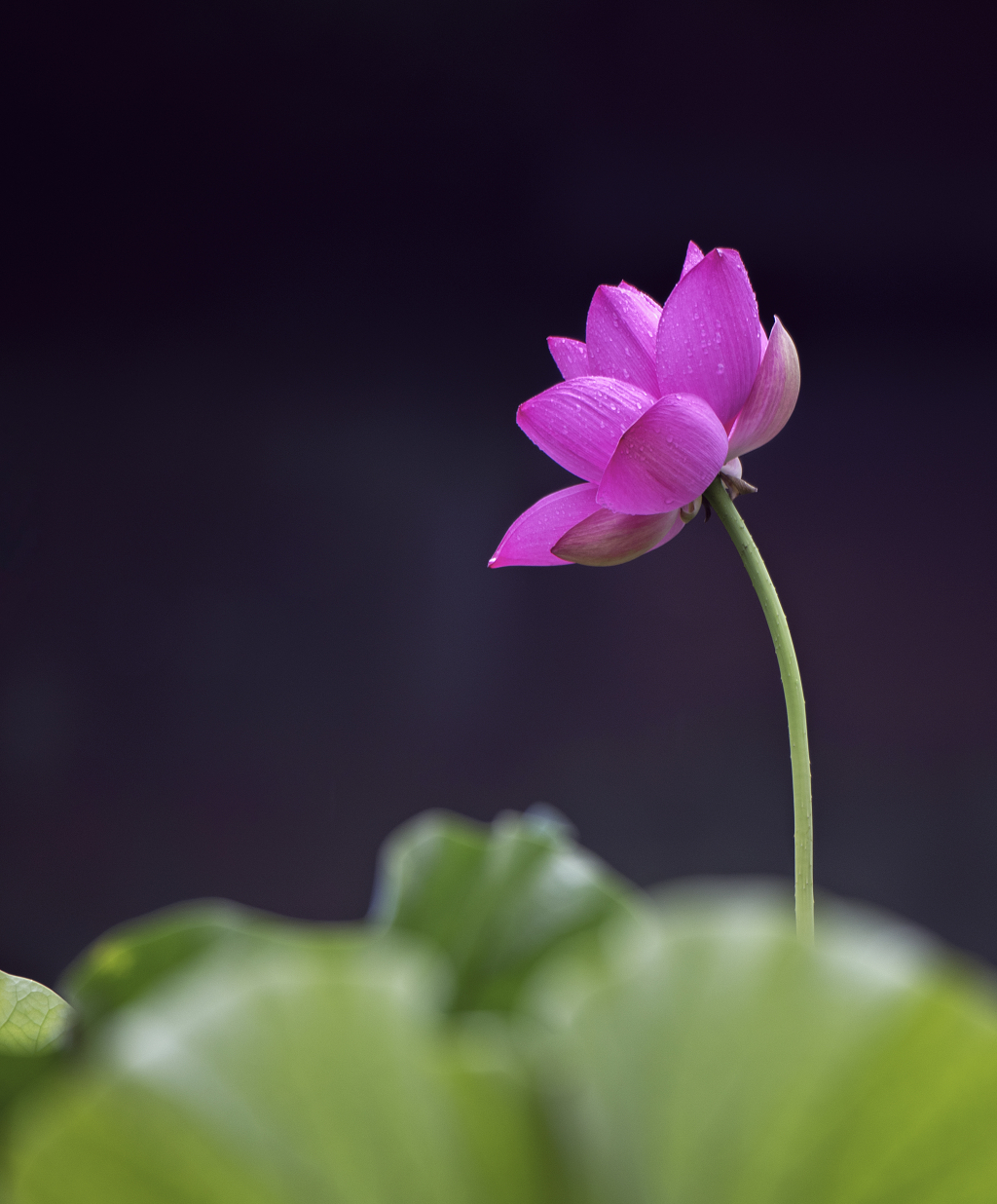 黑色背景下的一朵粉红色荷花和绿色的荷叶