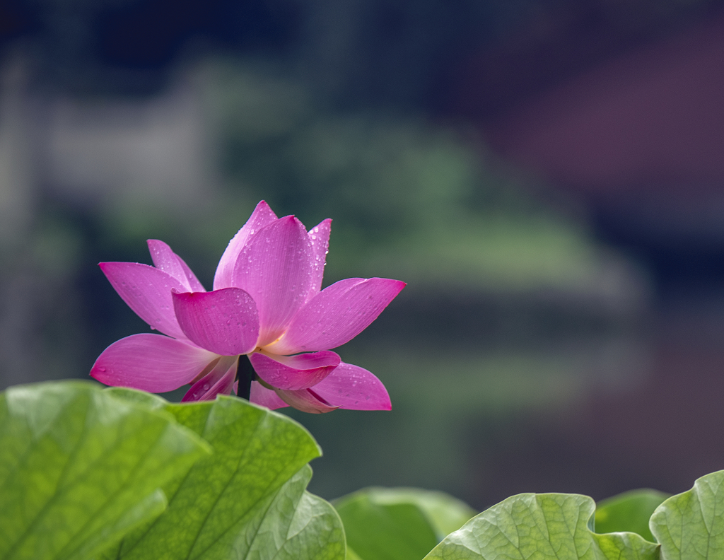黑色背景下的一朵粉红色荷花和绿色的荷叶