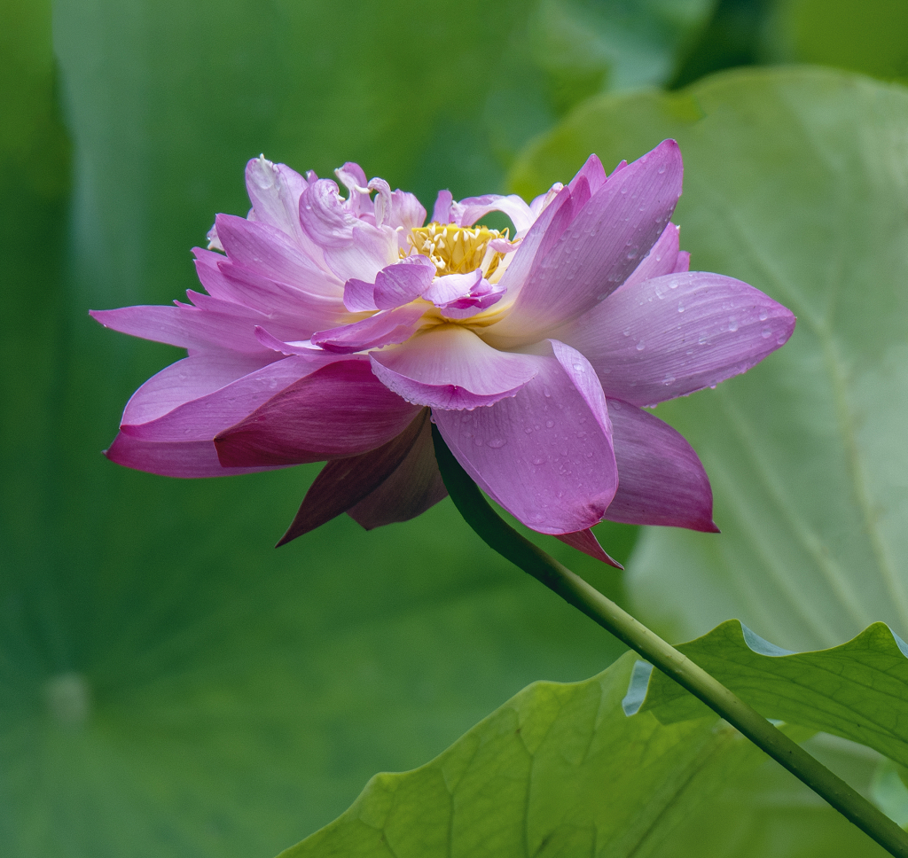 虚化背景下的一朵粉红色荷花和绿色的荷叶