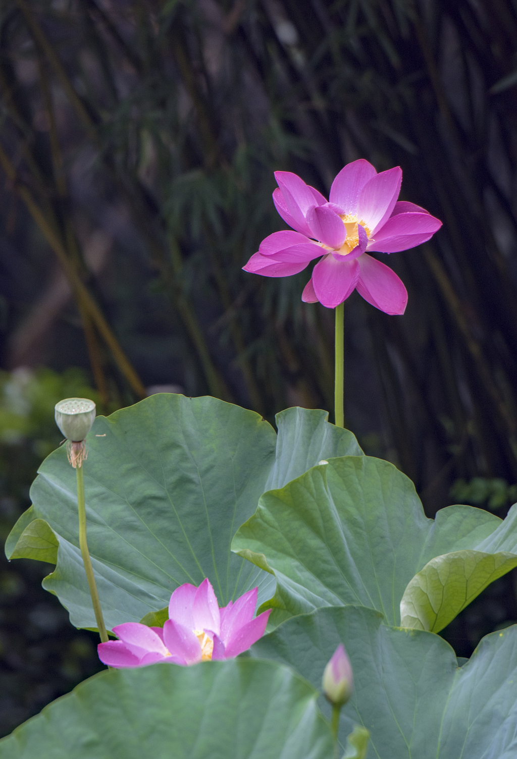 竹林前的两朵粉红色荷花及莲蓬荷叶