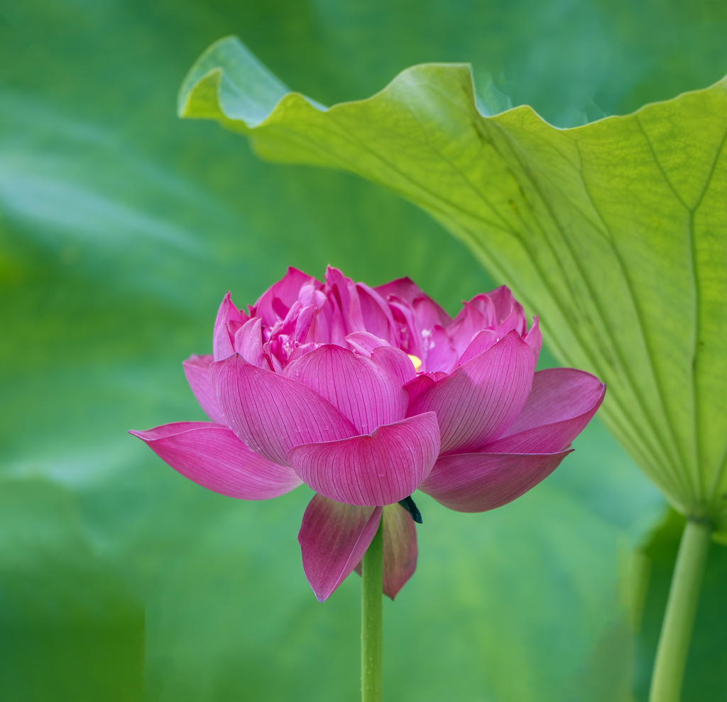 虚化背景下的一朵粉红色荷花和绿色的荷叶
