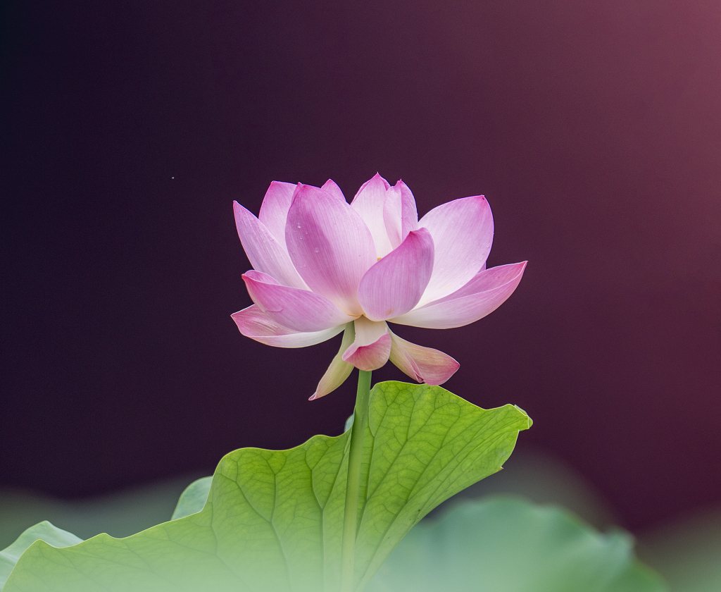 红墙前面一朵粉红色的荷花花瓣上沾满了露珠