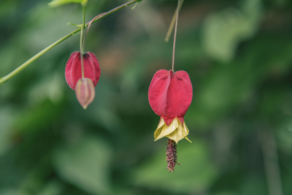 两朵红色的垂枝风铃花