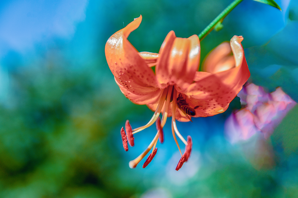 一朵橘黄色的山丹花