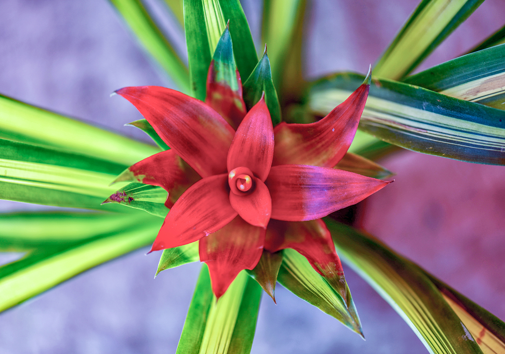 一朵橘黄色的山丹花