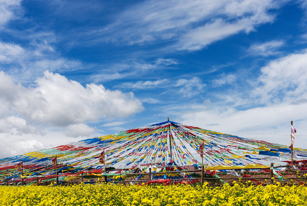 蓝天白云下的青海湖畔的油菜花地里的经幡