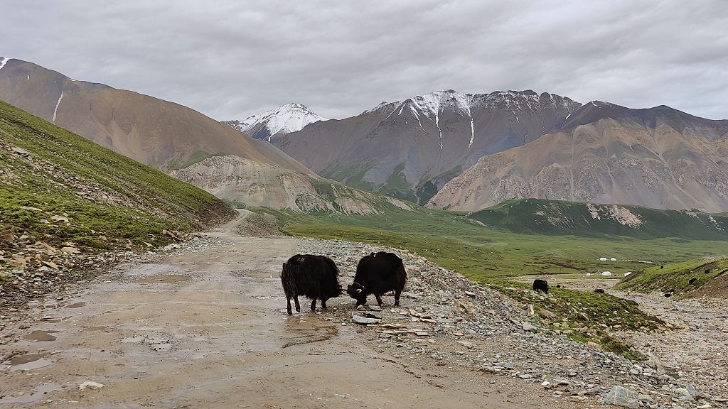 神山脚下的斗牛