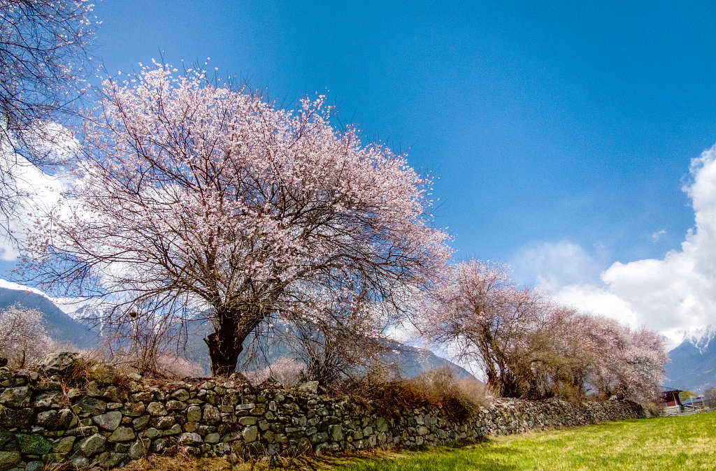 春天的波密蓝天白云下石墙内盛开的桃花