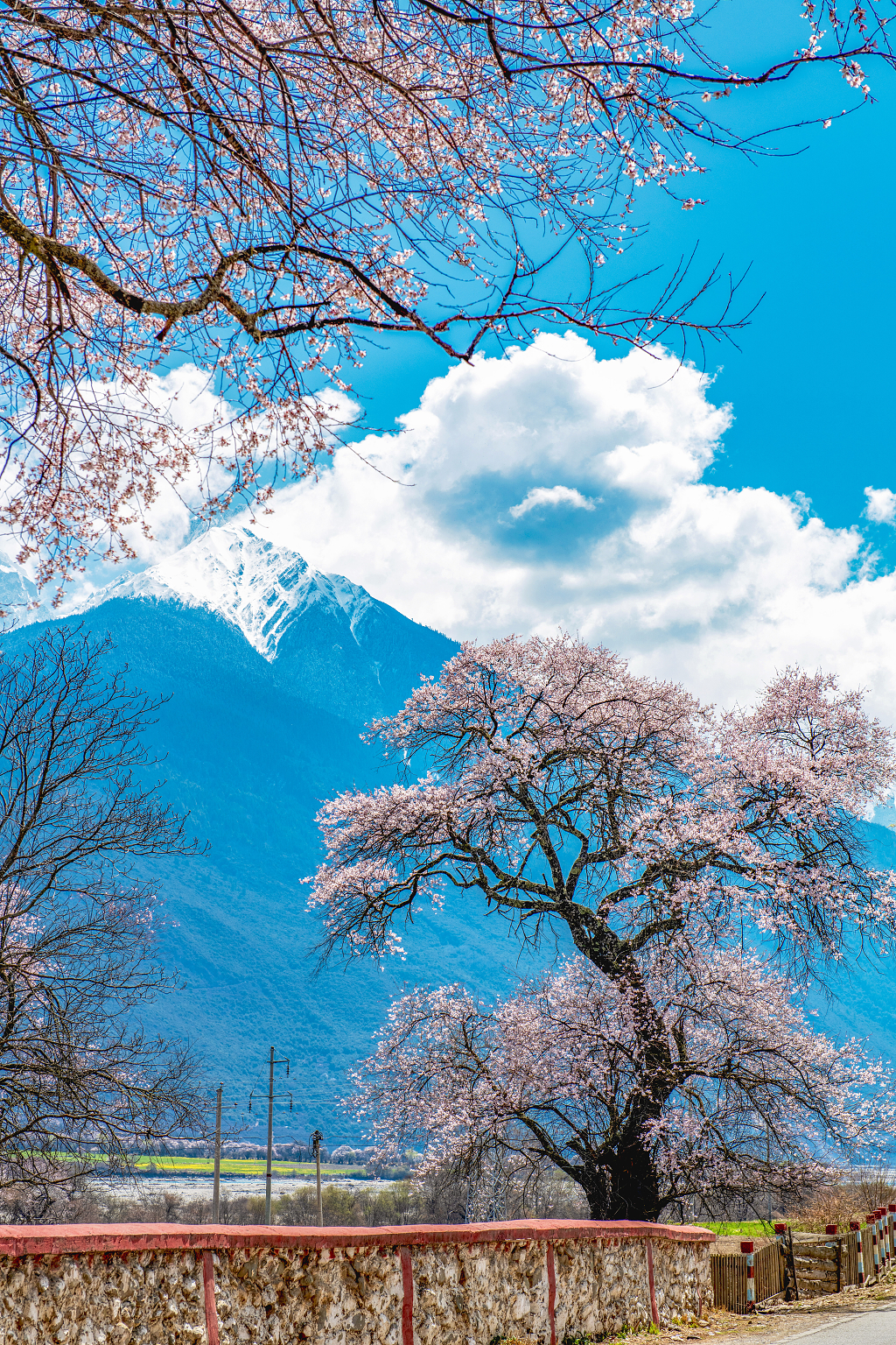 春天的波密蓝天白云下石墙上盛开的桃花