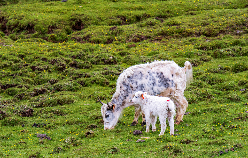 草原上吃草的一头白牦牛和一头小牛犊