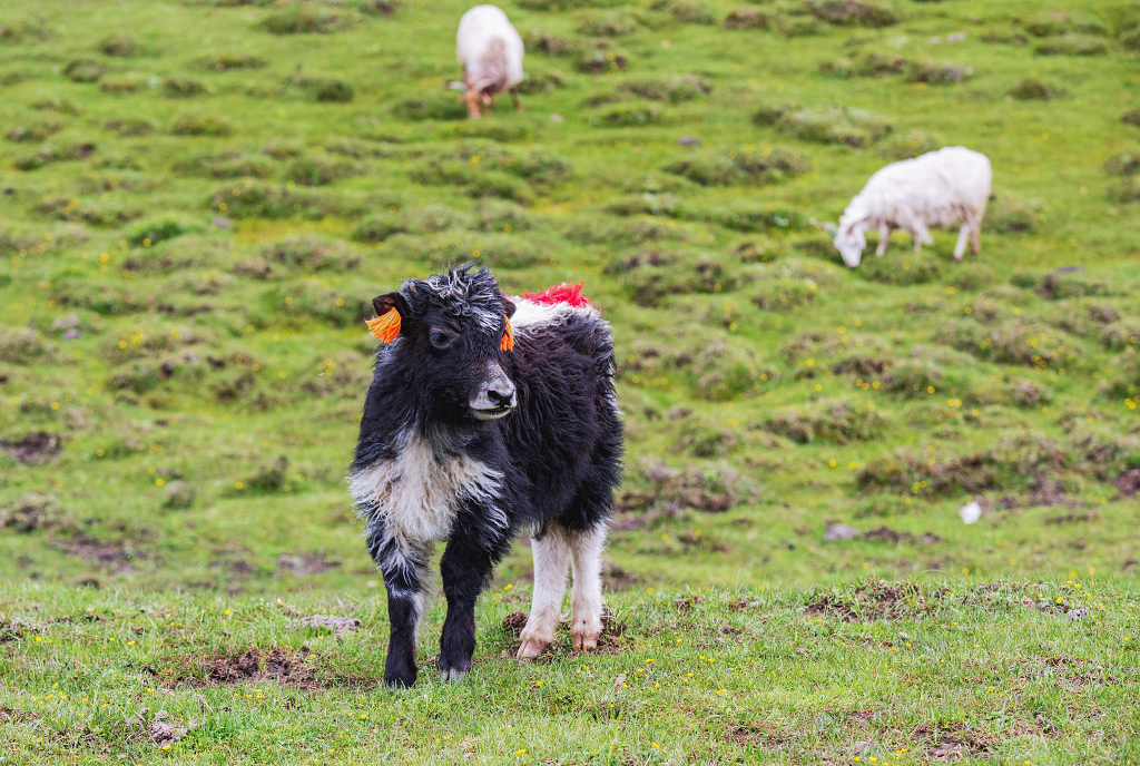 草原上的一头小牛犊