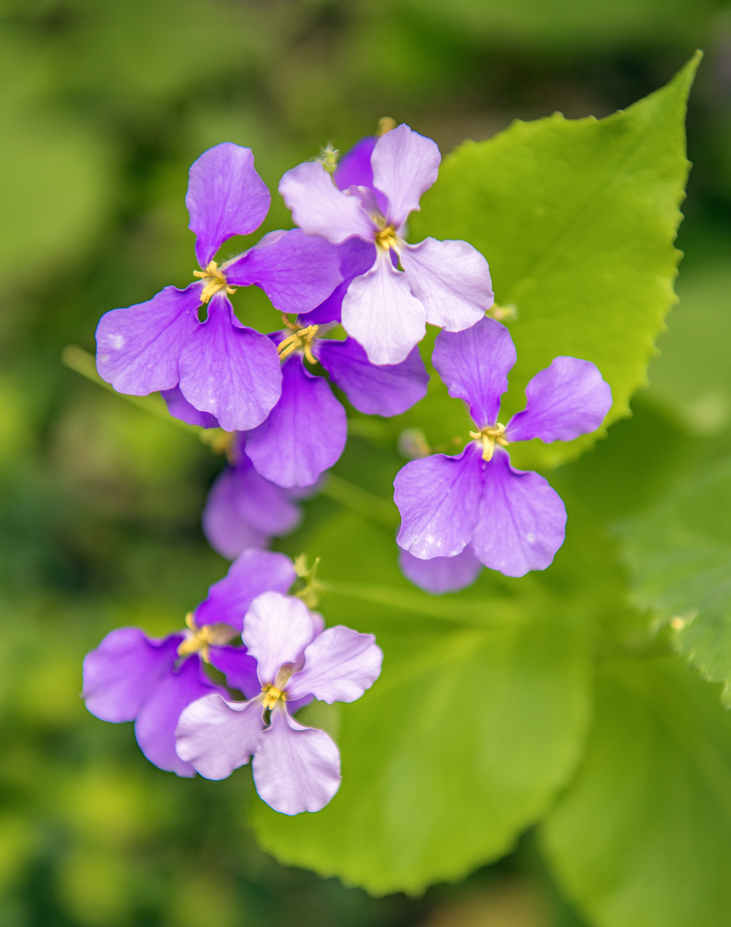 一株盛开的紫色二月兰花