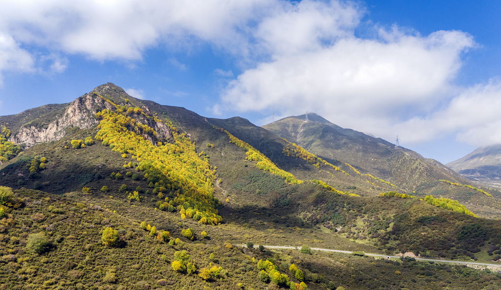 秋天航拍蓝天白云下山坡上金黄色的树木和灌木丛
