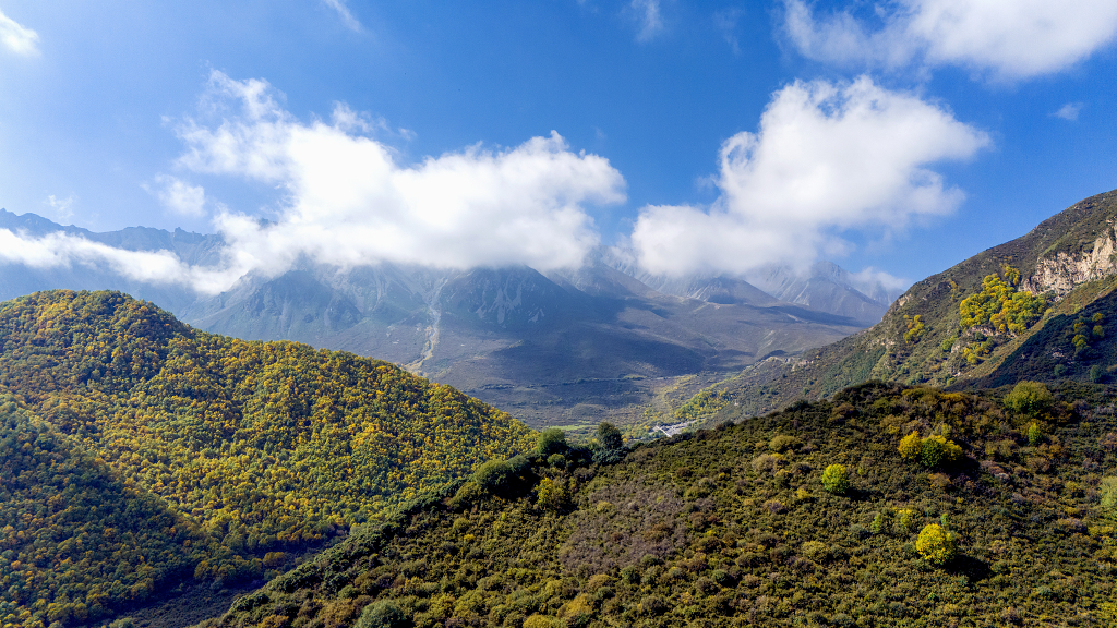 秋天航拍蓝天白云下山坡上金黄色的树木和灌木丛