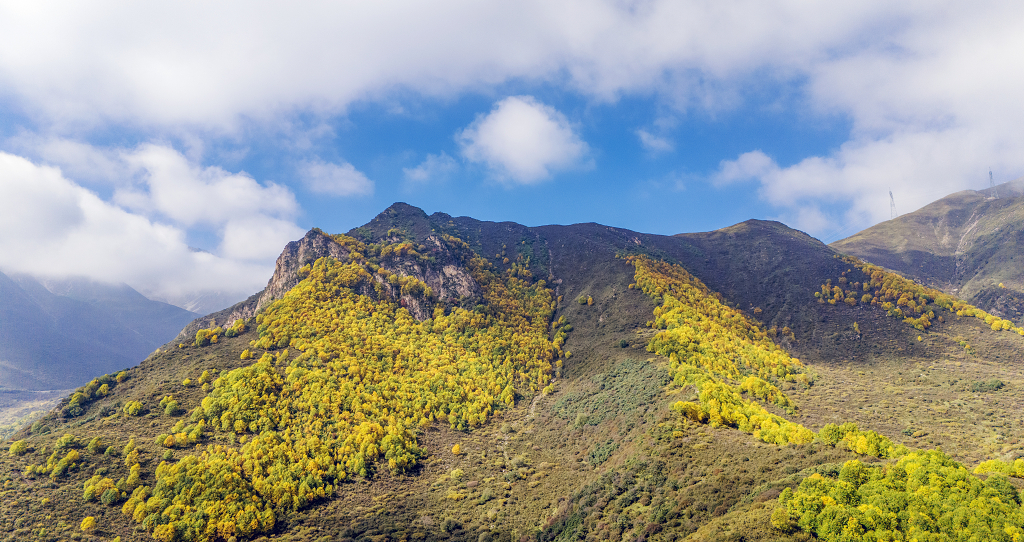 秋天航拍蓝天白云下山坡上金黄色的树木和灌木丛