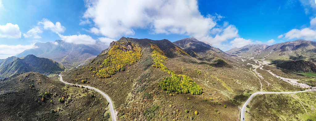 航拍蓝天白云下山坡上金黄色的树木和两条弯弯曲曲的盘山公路