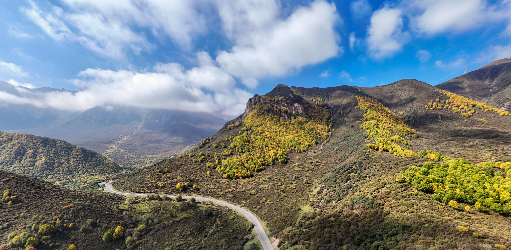 航拍蓝天白云下山坡上金黄色的树木和弯弯曲曲的盘山公路