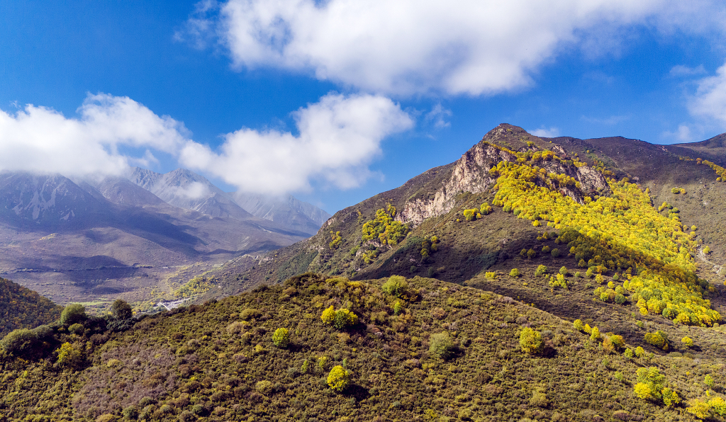 秋天航拍蓝天白云下山坡上金黄色的树木和灌木丛