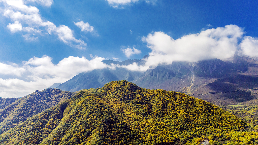 秋天航拍蓝天白云下山坡上金黄色的树木和灌木丛
