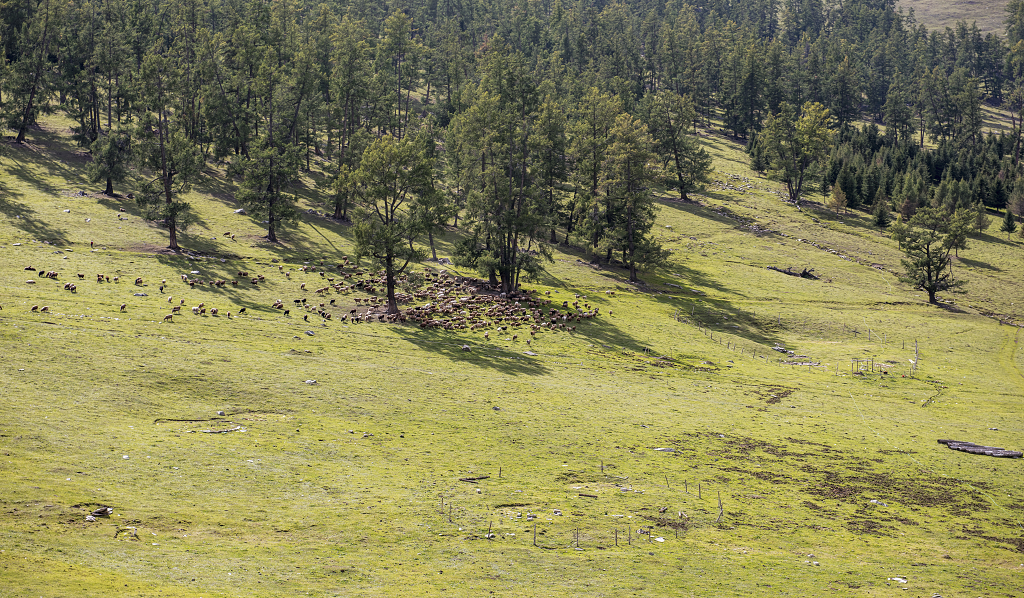 初秋的新疆喀纳斯高山树木及草原和牛羊