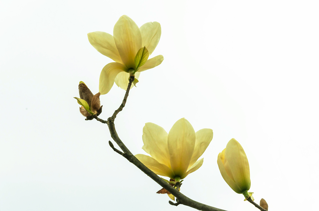 盛开的黄玉兰花