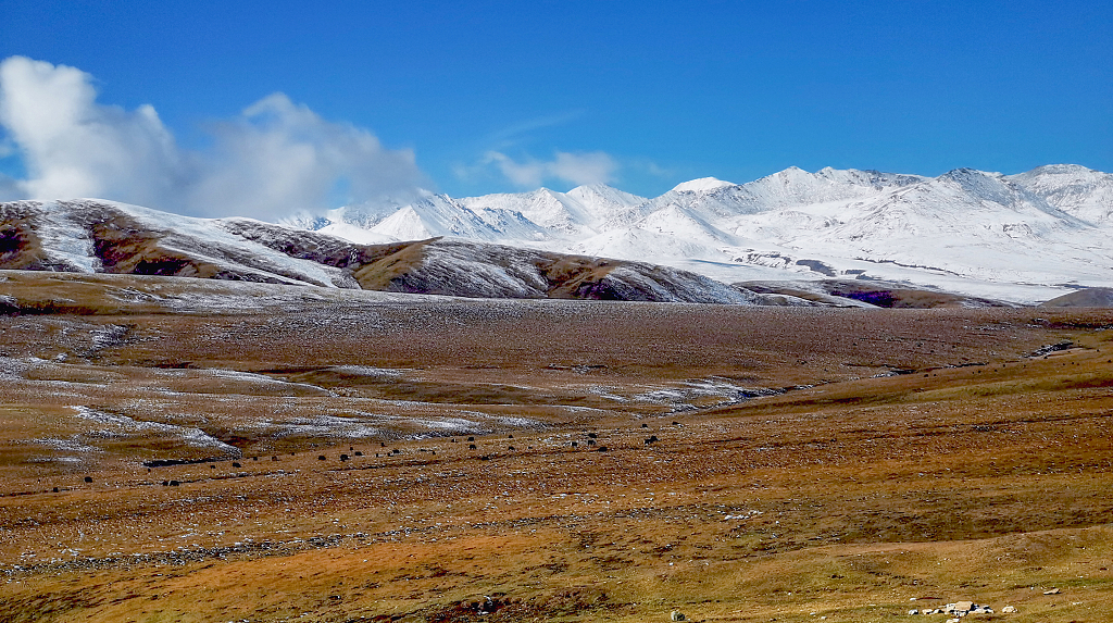 晴朗的秋日雪山下的草原上的牛羊