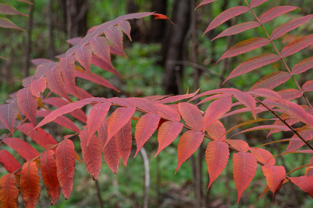 秋天火炬树红叶