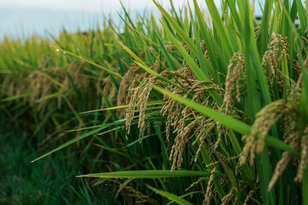 田野稻谷农民丰收节农业背景