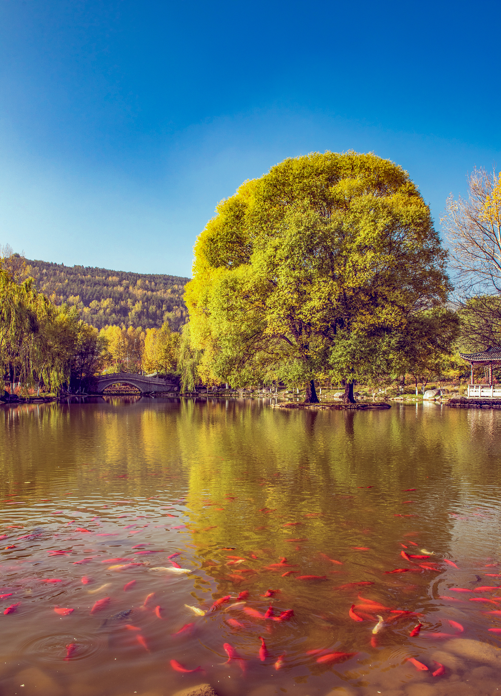 晴朗的秋日金黄色的大树倒影在水中湖面上一群红色的鲤鱼在觅食