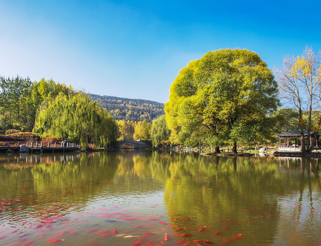 晴朗的秋日金黄色的大树倒影在水中湖面上一群红色的鲤鱼在觅食