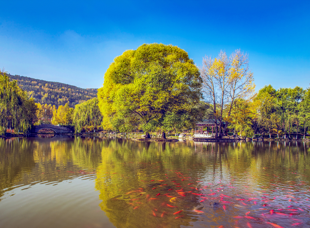 晴朗的秋日金黄色的大树倒影在水中湖面上一群红色的鲤鱼在觅食