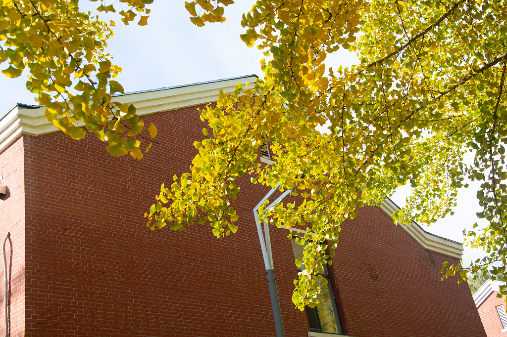 老建筑与秋天黄叶