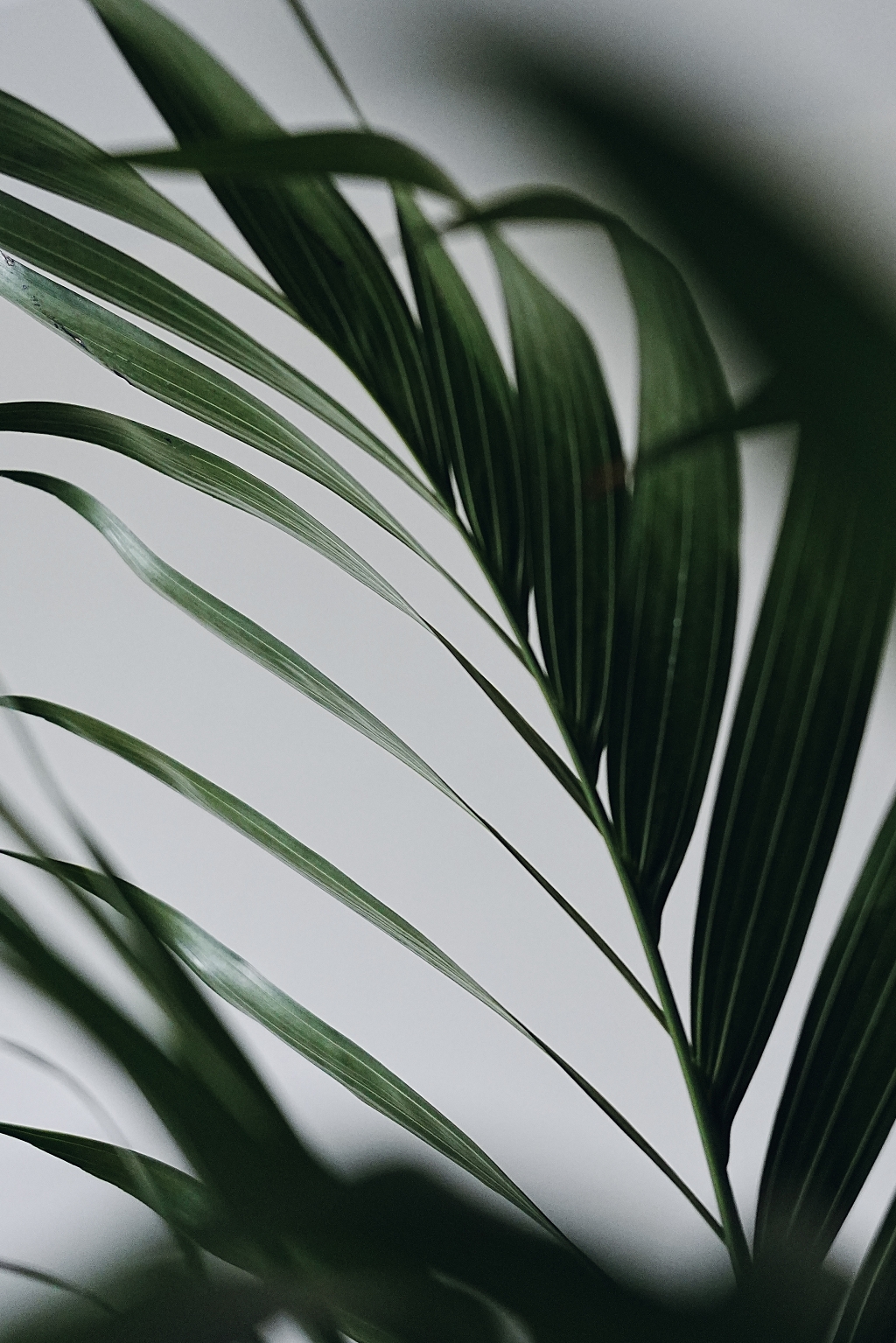 绿色叶子实景氛围图素材