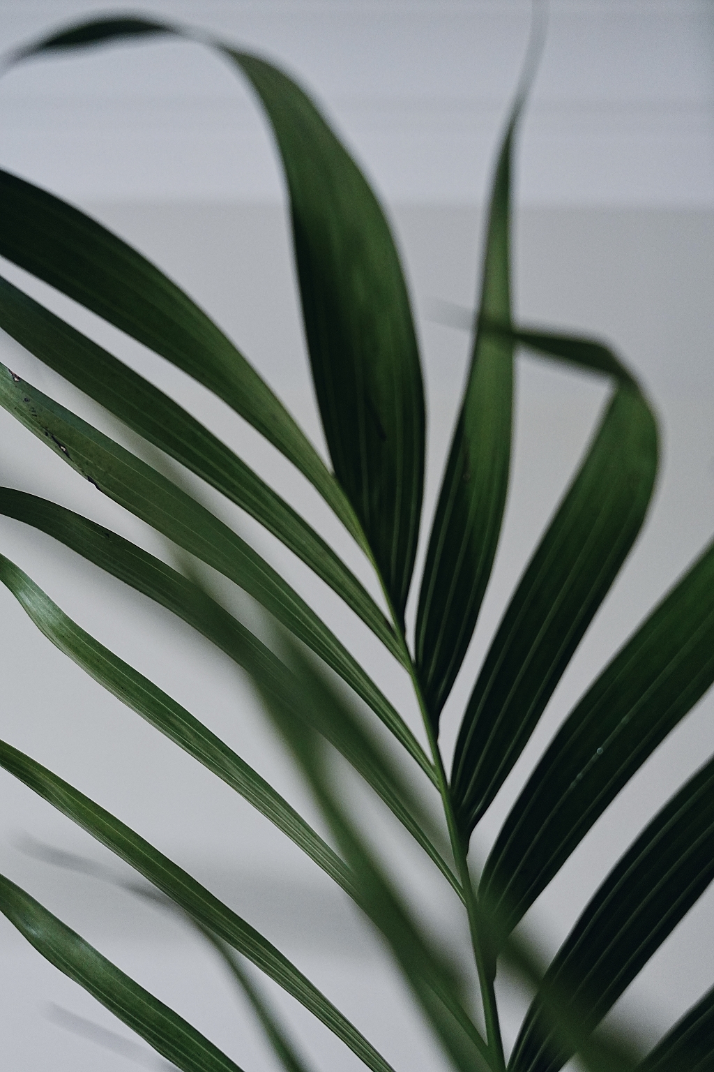 绿色叶子实景氛围图片素材