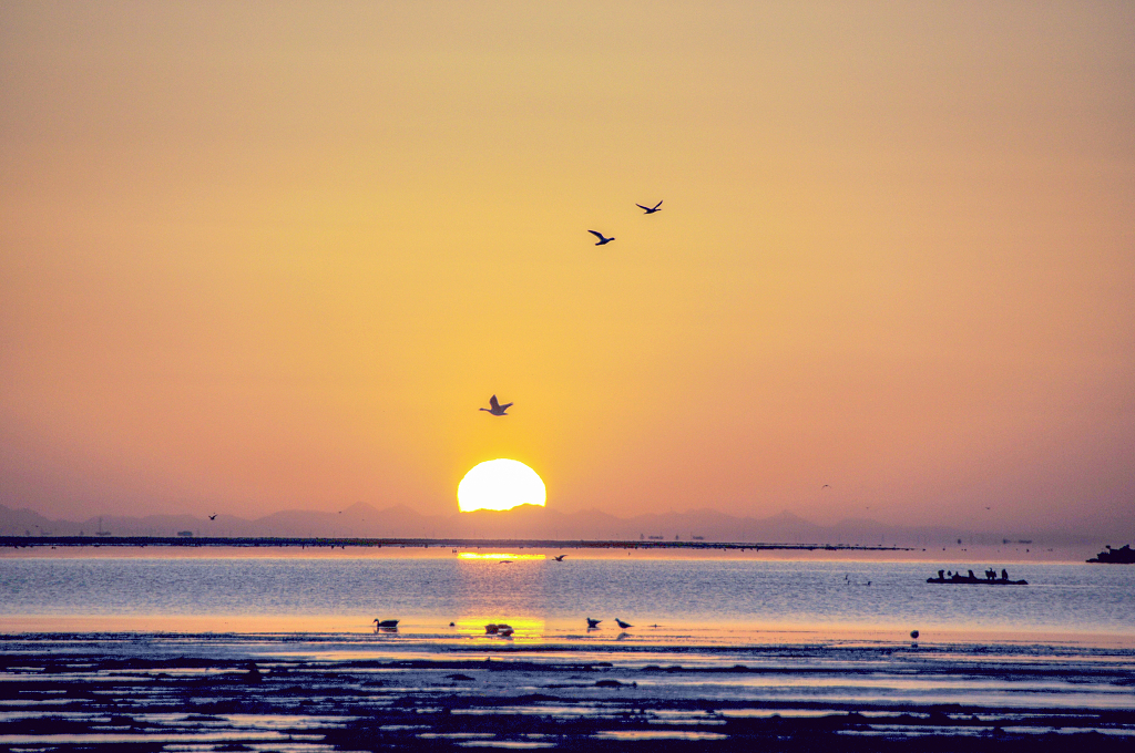 青海湖日出时分鸟儿在天空飞翔