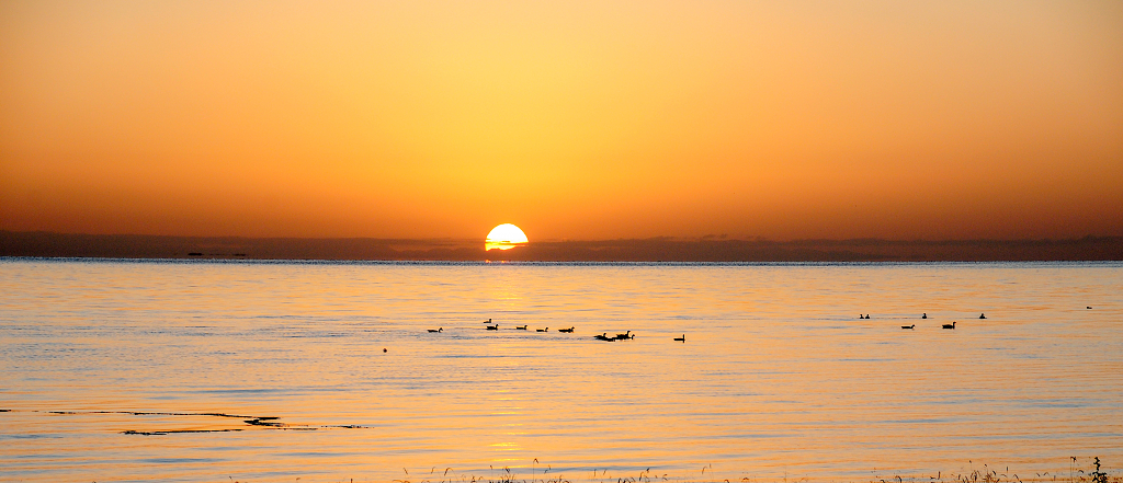 青海湖日出时分鸟儿在天空飞翔