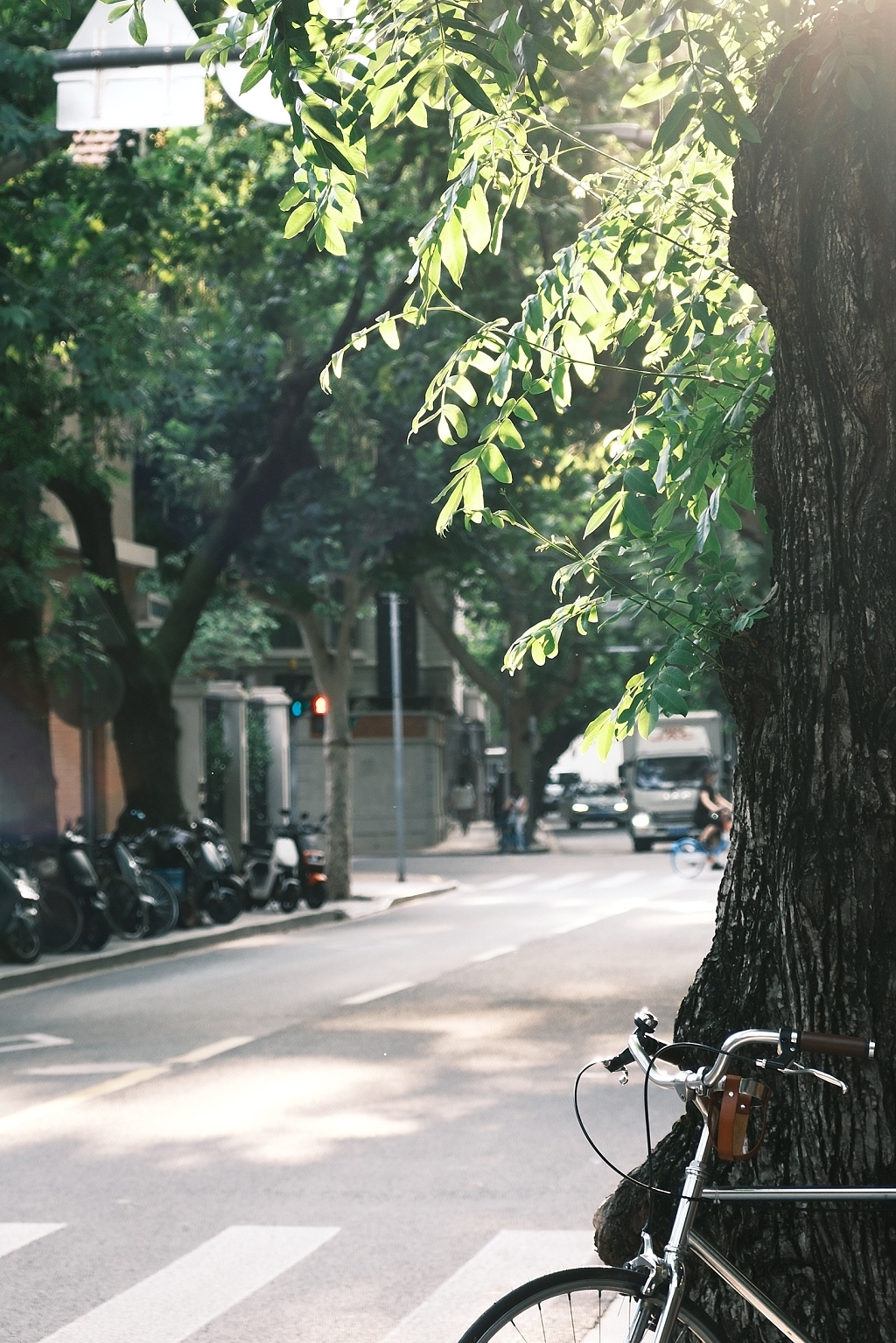 午后街道上的树影与生活