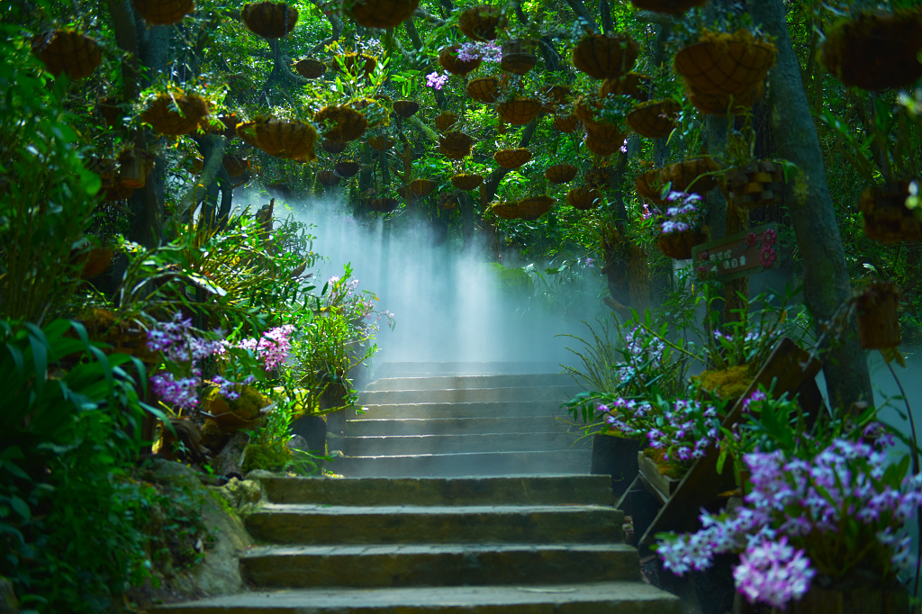 仙草秘境石斛花开