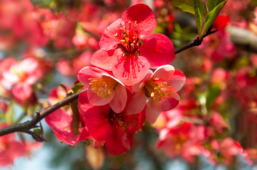 风景盛开的红色海棠花