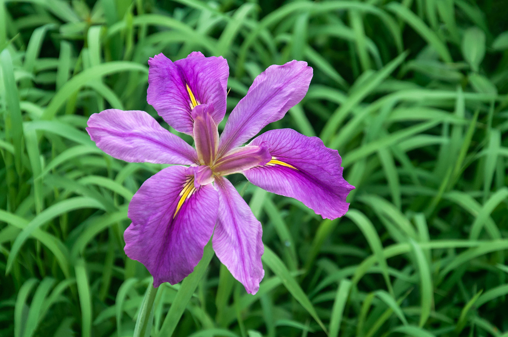 风景盛开的紫色鸢尾花
