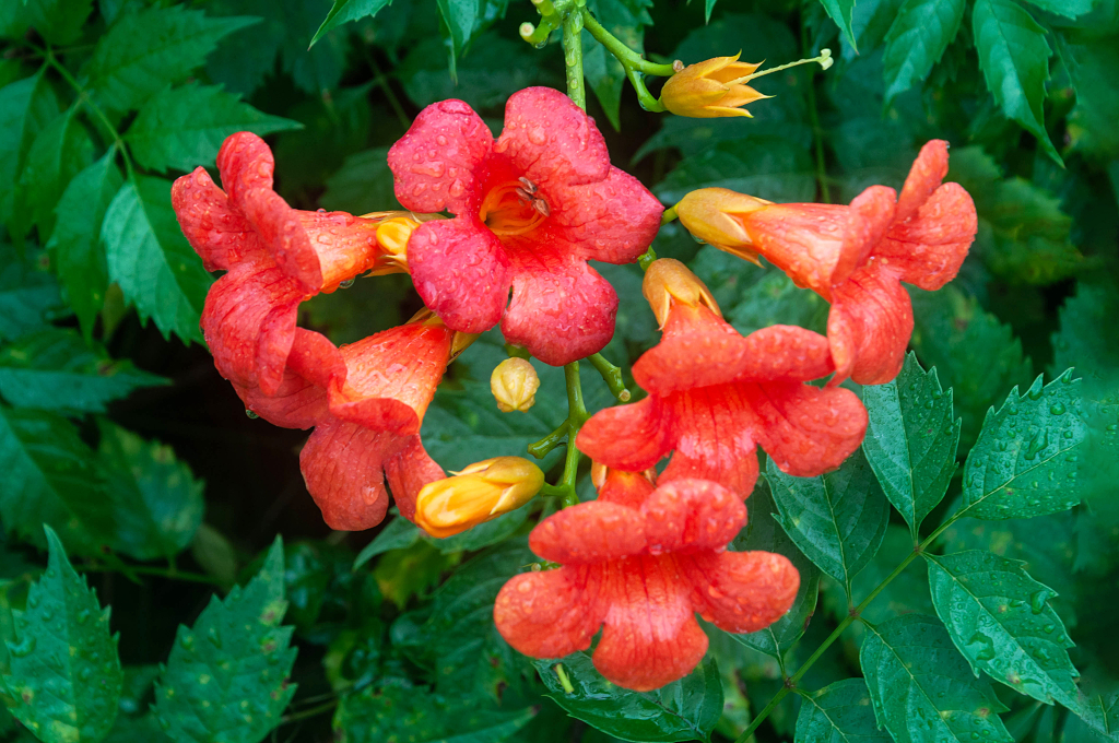风景盛开的红色凌宵花