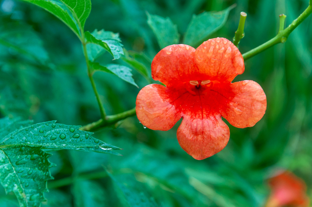 风景盛开的红色凌宵花