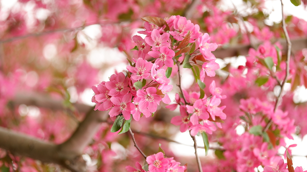 春季的粉色海棠正在盛开