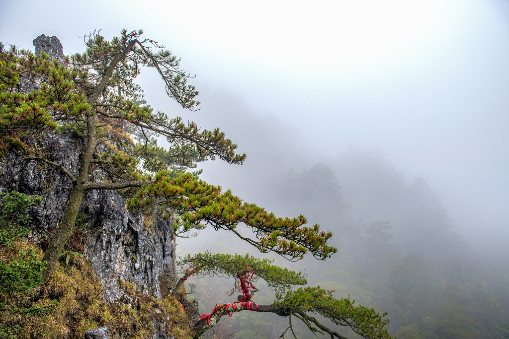 深秋季节云雾中的光雾山迎客松