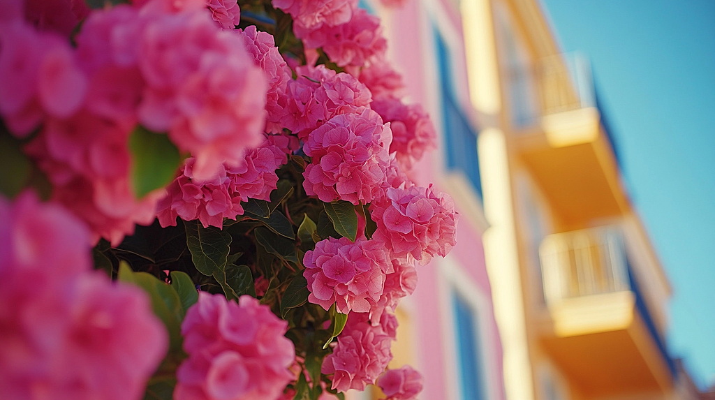 墙上的粉色三角梅