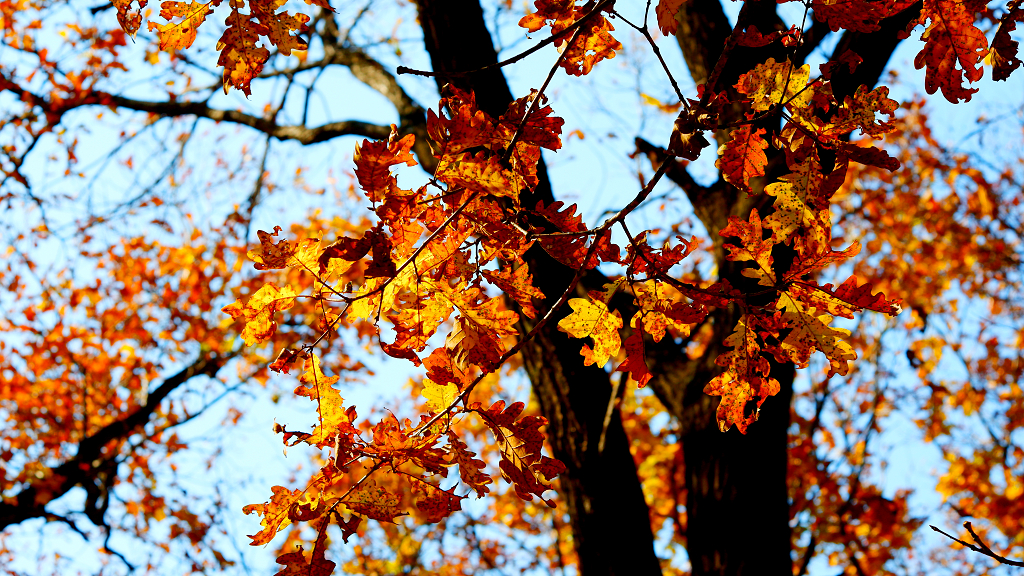 秋天秋季植物秋分森林树叶枫叶特写唯美意境自然风景背景图电脑壁纸